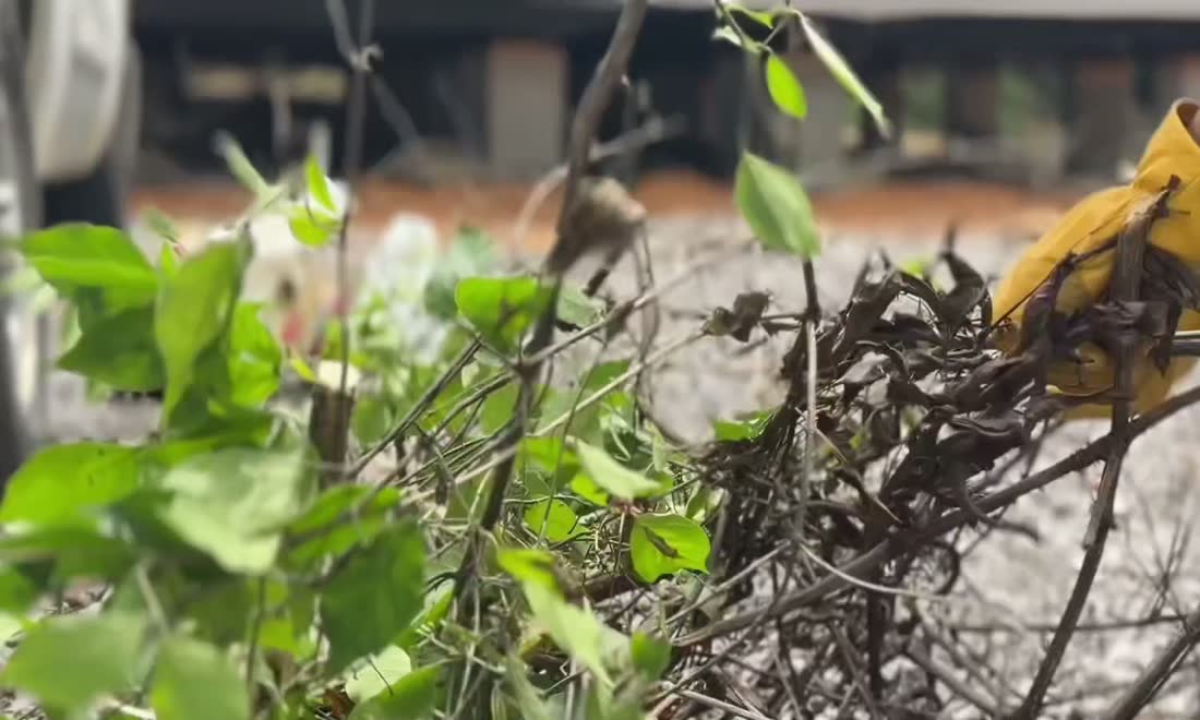Close-up of cut brush being gathered by hand
