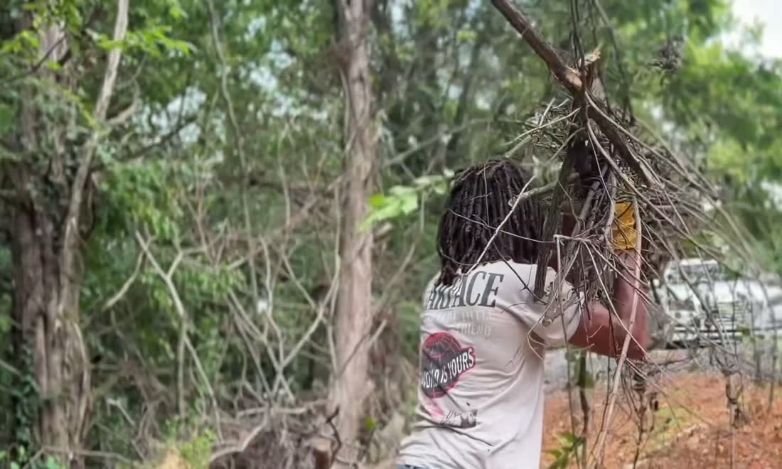 Carrying cut brush out of a yard